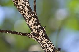 One of the first signs of an azalea bark scale infestation is a black (sooty mold) coating that appears on the bark of the trunk and on the branches of crape myrtles (see picture). How To Identify And Control Crape Myrtle Bark Scale Total Landscape Care