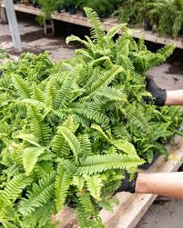 Just Got In Some Jester S Crown Ferns And Can T Stop Staring At These Perfect Leaves These Guys Thrive With Lots Of Bri Summer Patio Houseplants Plants