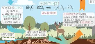 Yes, like animals and humans, plants also breathe. Geological Society On Twitter Producers Extract Co2 From The Atmosphere During Photosynthesis Convert It Into Carbohydrates Stored In Their Tissues Respiration By Plants Animals Soil Microbes Uses The Energy Stored
