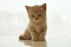 Cute Baby Cat Kitten Sitting Pet Wallpaper Baby Cats Cute Animals Puppies Animal Hugs