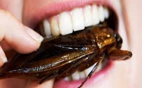 Come liberarsi degli scarafaggi in casa: Come Eliminare Gli Scarafaggi Dalla Tua Cucina Non Fare Come Bauli