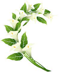 Calla Lily Decoration Png Clip Art Image Calla Lily Art Images Clip Art