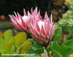 Maybe you would like to learn more about one of these? Pin On South Africa