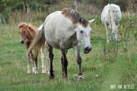Le Sentier du Flamant rose, au M&eacute;jean