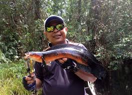 Memberi makan ikan toman dengan 20 ekor ikan mas. Ikan Gabus Yang Terusir Dari Rawa Dan Sungai Mongabay Co Id