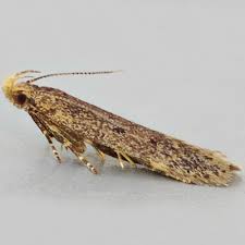 Image result for Bryotropha senectella