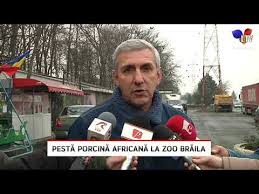 Sunt receptive suinele, virusul se poate elimina timp de mai mult de 1 an de la infectie. PestÄƒ PorcinÄƒ AfricanÄƒ La Zoo BrÄƒila Litoral Tv Youtube
