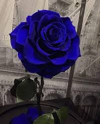 Beautiful Black And Blue Roses Edith On Twitter Blue Roses Wallpaper Flower Aesthetic Blue Flower Wallpaper