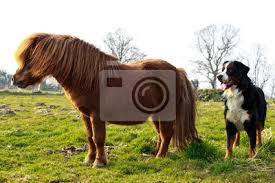 The old rock gets a makeover, this is the intuition of gabriele falabella. Hund Mit Pony Leinwandbilder Bilder Toben Erholung Im Freien Shetland Myloview De