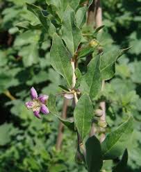 Image result for Lycium mascarenense