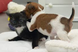 Pic of kitty in glass. A Rejected Puppy And An Abandoned Kitten Adopt Each Other