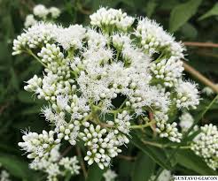 Image result for Vernonia longipedunculata