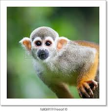 Freeart Fa8069119 Squirrel Monkey Pet Monkey Monkey Photography