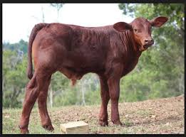 Check spelling or type a new query. 900 Usa 7 Cattle Breeds Ideas Cattle Breeds Zebu