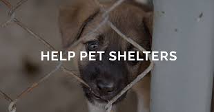 Any day with the dogs is a great day! Why Local Shelters Desperately Need Help