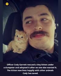 Feral cat welfare check in Orange County