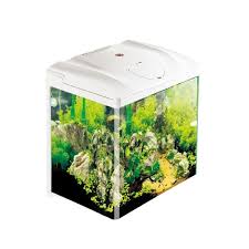 Jika anda merupakan pemula dalam memelihara ikan hias maka kami juga menyediakan beberapa. Sunsun Jual Tanaman Hidup Akuarium Atk 250 Buy Aquarium Hidup Tanaman Jual Aquarium Hidup Tanaman Aquarium Hidup Tanaman Atk 250 Product On Alibaba Com