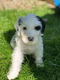Maybe you would like to learn more about one of these? Sheepadoodle Acres Home Facebook