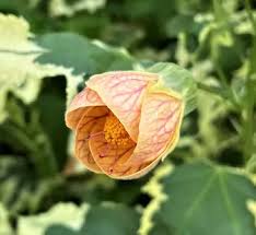 Image result for Abutilon sp.no.1