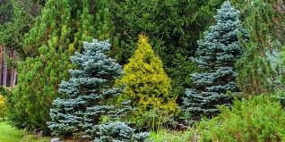 Maybe you would like to learn more about one of these? 5 Key Tips For Planting Trees Salisbury Greenhouse