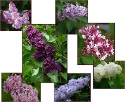 Image result for Syringa prestoniae