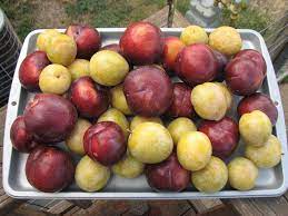 Flavor Treat Pluot Vs Emerald Beaut Plum General Fruit Growing Growing Fruit