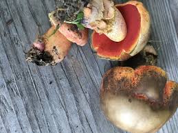 Image result for Boletus projectelloides