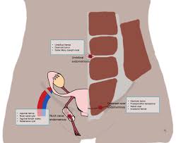 Instant anatomy is a specialised web site for you to learn all about human anatomy of the. Epos Trade