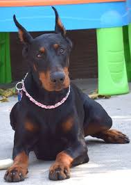 Green feather's kennel offers for sale an excellent litter of well bred doberman pinscher puppies which is raised from the best of american and latin american bloodlines. European Doberman Puppies For Sale In Bangalore Online Shopping