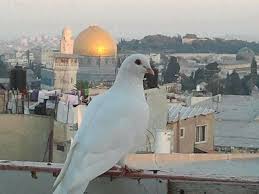 في القدس رغم تتابع الن ك بات ريح براءة في الجو ريح ط ف ول ة ف ت رى الحمام ي ط ير ي عل ن د و ل ة في الريح ب ي ن ر ص اص ت Kudus Mekke Israil