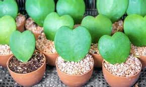 Replace the water with fresh water whenever it becomes murky. Hoya Kerrii Care And Propagation Of Sweetheart Hoya