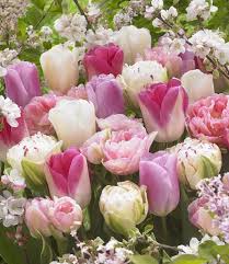 Reinvent every space in your home this spring, with deco. Tulpenzwiebeln Romantic Spring Exklusive Michung Tulpen Tulip Store