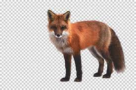 Automatically Remove Background From Image Slazzer Com Remove Background From Image Background Transparent Background