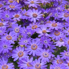 Image result for Pericallis