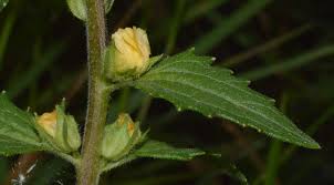 Image result for Alectra sessiliflora