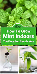 How To Grow Mint Indoors In A Pot Or Container Growing Mint Indoors Growing Mint Growing Herbs Indoors