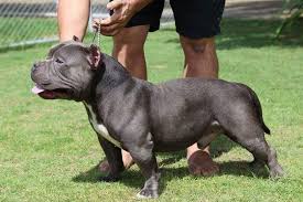 The american bully is also sometimes called the bullypit or american bully pit. Amerikaanse Bully Pup Prijs Bully Uiterlijk Persoonlijkheid Geschiedenis