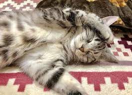 プロが解説 猫を虜にする またたび のヒミツ 知らないと怖い注意点とは ねこのきもちweb magazine 猫 ねこ 子猫