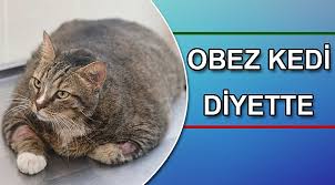 Obez Kedi Diyette Gundem