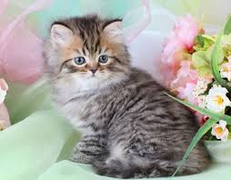 Black And Grey Tabby Kittens For Sale Tabby Persian Kittens For Sale Cute Cats And Dogs Cute Baby Animals Cute Cats