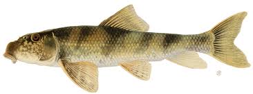 Image result for Pycreus nigricans