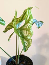 Image result for Cercestis