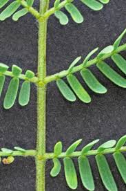 Image result for Acacia hebeclada