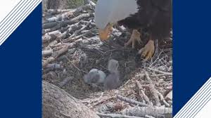 They begin incubation as soon as the first egg is laid. 2 Big Bear Bald Eagle Chicks Hatch On Livestream Abc News