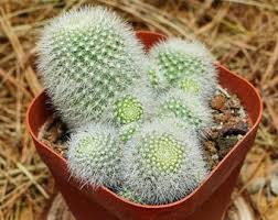 Image result for Kedrostis leloja