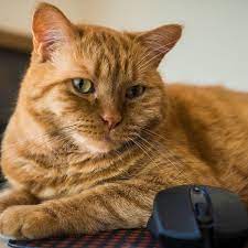 (showing dad his bathroom) here it is, dad; National Garfield The Cat Day June 19 2022 National Today