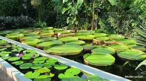 Villa Taranto Der Botanischer Garten Botanischer Garten Outdoor Dekorationen Garten