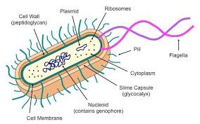 How to draw animal cell in easy steps fundamental unit of life ncert class 9th biology science. Draw A Neat And Well Labelled Diagram Of A Typical Prokaryotic Cell Brainly In