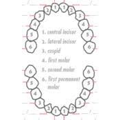 56 True To Life Baby Teeth Record Chart