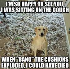 Very unusual cat in the world lives in an apartment so he worked all day, to create a creature in the world. 22 Animal Quotes Thug Life Meme